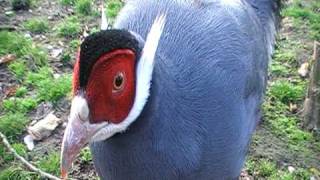 blue eared pheasant [upl. by Eiroj]