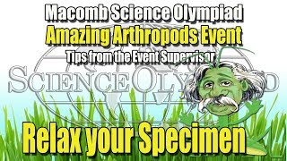 Macomb Elementary Science Olympiad Amazing Arthropods event Relax Your Specimen before Pinning [upl. by Spieler843]