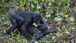 documentaire  tendresses animales  les singes  complet en français [upl. by Lowson]