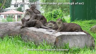 Enchanting Adorable Singapore OTTERS [upl. by Ikilisav]