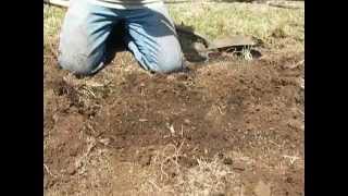 How to Plant Hop Rhizomes [upl. by Sollows]