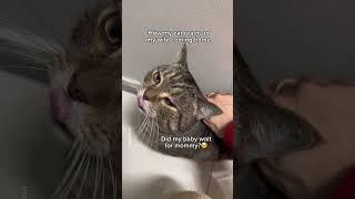 Cat mom VS Cat dad Coming home😻😾 PT 2 shorts cat funny [upl. by Neelav]