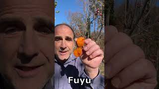 Eating Persimmon fruit from garden gardening garden persimmonfruit [upl. by Atinev]