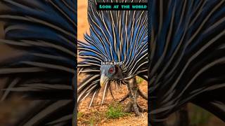 Meet the Vulturine Guineafowl Africas Avian Spectacle [upl. by Affay]