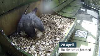 Peregrines Nest on the Tower of Salisbury Cathedral March to May 2024 [upl. by Nagaem594]