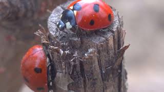 Coccinella septempunctata ladybugs [upl. by Mikol]