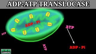 Adenine Nucleotide Translocator  ADPATP Translocase [upl. by Yennor917]