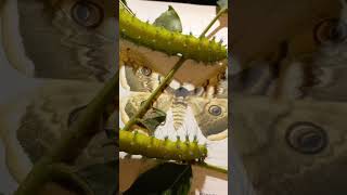 How Will Caterpillar Become a Beautiful Moth Giant Peacock Moth Saturnia pyri Kyiv Ukraine [upl. by Gathard]