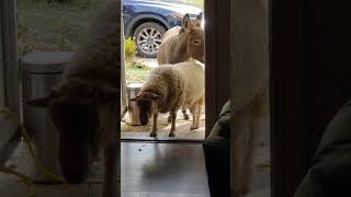 A SHEEP IN THE HOUSE sheep visitor donkey minidonkey shenanigans farmlife [upl. by Enitselec]