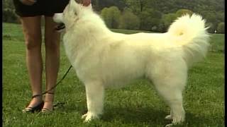 Samoyed  AKC Dog Breed Series [upl. by Annoda]