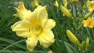 Happy Returns Daylily  Hemerocallis Happy Returns [upl. by Novej]