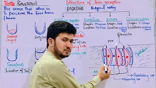 Taste or Gustation class 12 Taste receptors Taste Buds MDCAT Biology [upl. by Eikciv504]