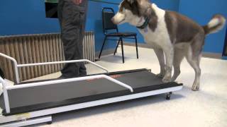 How to Train a Dog To Walk or Run On A Treadmill  Tyler Muto Dogmanship [upl. by Ahsirahc]