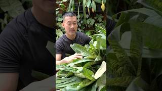 Easy Bromeliad General Care Tips  Vriesia ospinae var gruberi [upl. by Edak335]