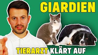 Giardien bei Hund und Katze  Was tun bei Giardiose [upl. by Zysk]