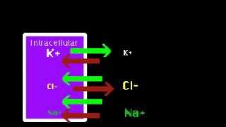 Resting Potential [upl. by Cutty]