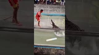 crocodile farm in Thailand When he put his hand in the crocodile mouth to entertain latest visitor [upl. by Lindly]