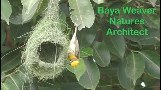 The Baya Weaver Ploceus philippinus bayaweaver nature birdnests [upl. by Egroj]