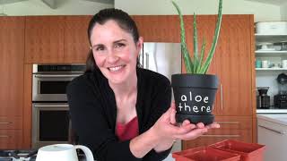 How to repot aloe plants [upl. by Eustasius]