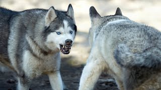 Malamute VS Husky [upl. by Voss]