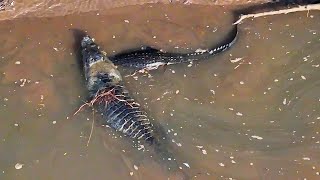 WILD AUSTRALIAN SALTWATER CROCODILES MATING CAUGHT ON DRONE nature [upl. by Honan]