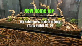 The new home for my Solenopsis invicta colony Tank Build Pt 2 [upl. by Dorothy]