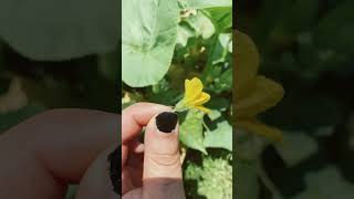 Suburban HomesteadingHow to hand pollinatesuburbanhomesteadgardentipsgardeningadvice quickfixes [upl. by Nosyarg]