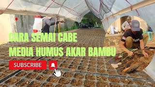 CARA SEMAI CABE PAKAI HUMUS AKAR BAMBU [upl. by Urbas254]