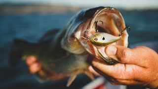 Squarebill Crankbait Buyers Guide  Top Baits For Every Season [upl. by Quiteri]