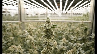 King City Gardens A glimpse into Cincinnatis first medical marijuana cultivation facility [upl. by Calloway]