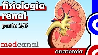 Fisiologia Renal  FISIOLOGIA Parte 2 [upl. by Glogau]