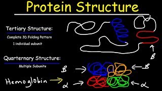 Protein Structure  Primary Secondary Tertiary amp Quarternary  Biology [upl. by Miharba807]