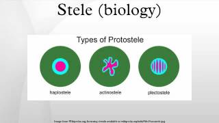 Stele biology [upl. by Nirag]