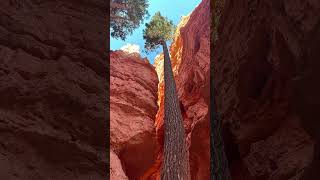 Bryce Canyon Utah [upl. by Suravart605]