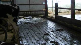 EuroP slurry management clean stable by flushing alleys with separated slurry [upl. by Wood]