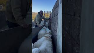 Sheep sorting some days is tough youtubeshorts farming sheepherding sheepfarm sheepherder [upl. by Aical]