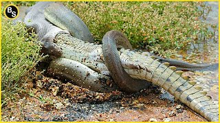 Extreme Fight Crocodile VS Python  Python Eat Alligator [upl. by Yebba]