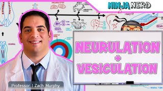 Embryology  Neurulation Vesiculation Neural Crest Cell Migration [upl. by Gievlos]