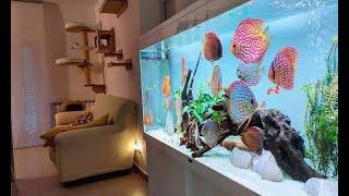 Top 5 Best Home Aquarium for Discus  Unbelievable Discus Tank [upl. by Marylin710]