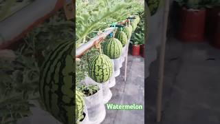 Watermelon Farming techniquesgrowing techniques garden shorts shortvideo viralshort [upl. by Aisital649]