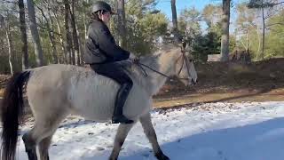 Buckskin gelding in Middleboro Mass needs a home filmed by Twombly Publishing [upl. by Ettennan771]