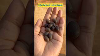 Life Cycle of Lotus Seeds in 14 Seconds shorts lotusseed ytshorts viral shortfeed plants [upl. by Kered]