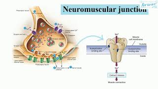 nicotinic acetylcholine receptor muscle type English  Medical terminology for medical students [upl. by Malik]