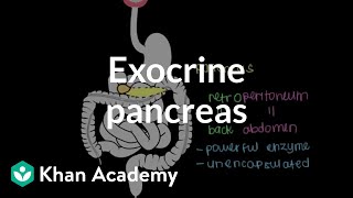 Exocrine pancreas  Gastrointestinal system physiology  NCLEXRN  Khan Academy [upl. by Branch]