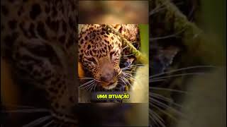 LEOPARDO PEDIU AJUDA PARA O GAROTO curiosidades fatoscuriosos vocesabiadisso leopardo [upl. by Nohsyar]