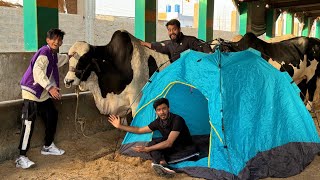 Living in a Cow Mandi for 24 Hours🐄 [upl. by Hoffmann]