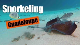 Snorkeling  Guadeloupe 1080p HD [upl. by Brittnee899]