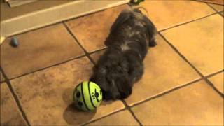 Spunky Bear plays with new toy ball quotWobble Wag Gigglequot As seen on TV HILARIOUS [upl. by Aizahs]