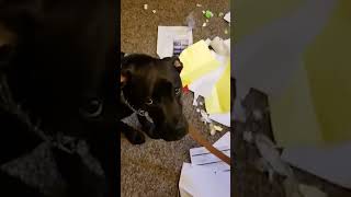 SO Funny These Dogs and Their Messes [upl. by Beebe]