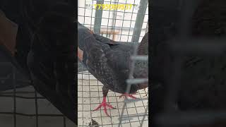 best pigeon 🐦🐦best pigeonshortvideobangaloresalevideoplissssubscribeandlikebirds [upl. by Jain]